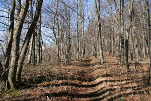 Wanderweg am Albtrauf