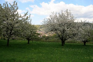 Kirschblüte im Ermstal