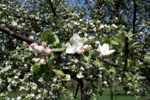 Apfelblüte - Urlaub mit Pflege