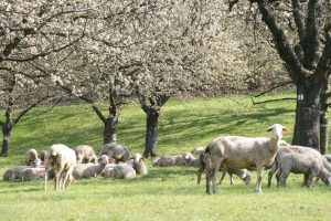 Nach der Schafschur im Ermstal