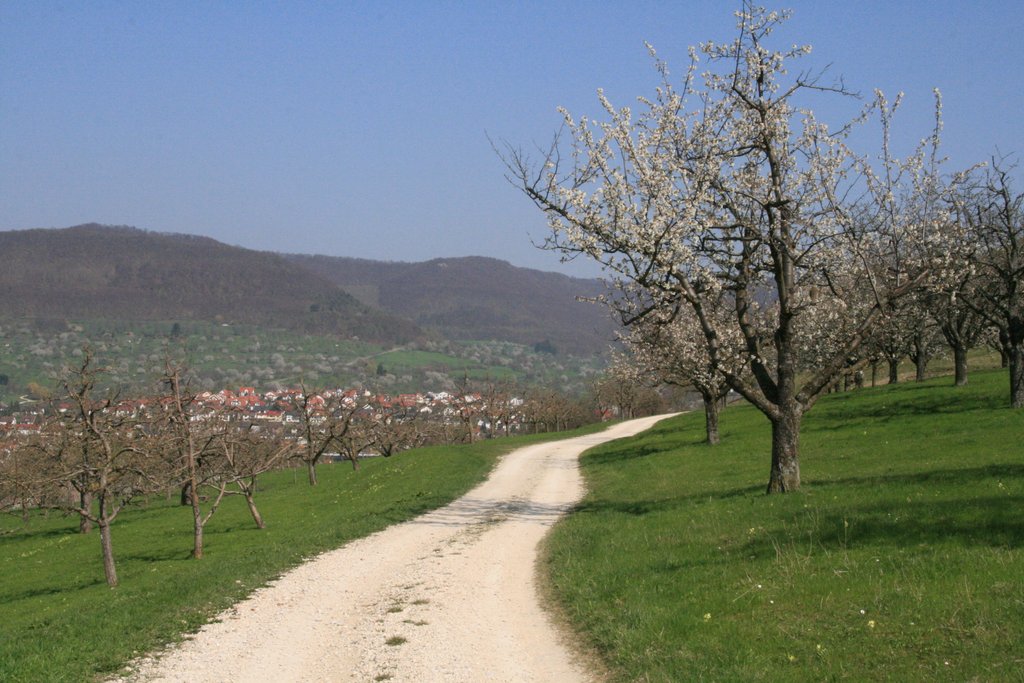 Kirschenweg Dettingen