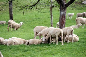 Impressionen - Urlaub mit Pflege