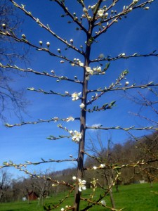 Kirschblüte - Urlaub mit Pflege