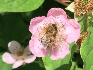 fleissige Bienen