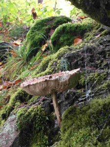 Herbstimpressionen