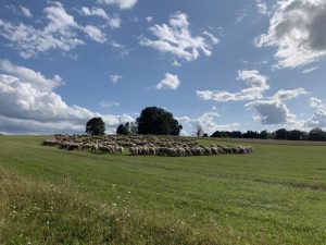 Wandern - Natur - Schwäbische Alb - 01