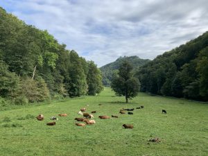 Wandern - Natur - Schwäbische Alb - 18