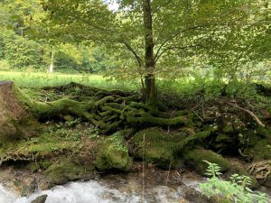 Wandern - Natur - Schwäbische Alb - 02