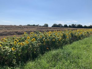 Wandern - Natur - Schwäbische Alb - 05