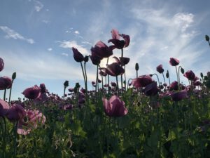 Pflege Urlaub - Ausflug mit Angehörigen