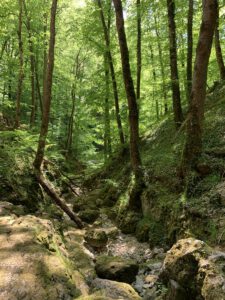 Wanderung Falkensteiner Höhle 2020 1