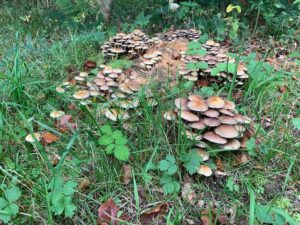 Bad Urach - Herbstimpressionen 04