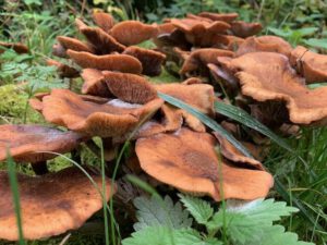 Bad Urach - Herbstimpressionen 03