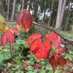 Bad Urach - Herbstimpressionen 02