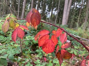 Bad Urach - Herbstimpressionen 02