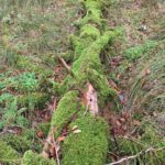 Bad Urach - Herbstimpressionen 12