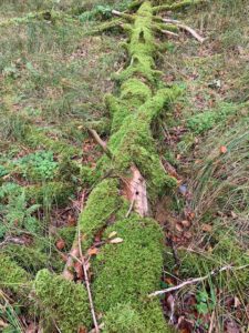 Bad Urach - Herbstimpressionen 12