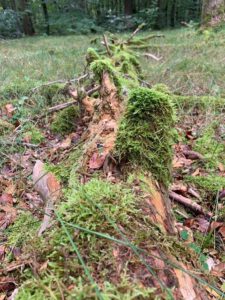 Bad Urach - Herbstimpressionen 11