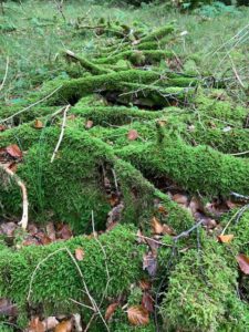 Bad Urach - Herbstimpressionen 10