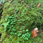 Bad Urach - Herbstimpressionen 08