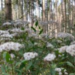 Bad Urach - Herbstimpressionen 06