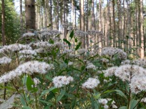 Bad Urach - Herbstimpressionen 06