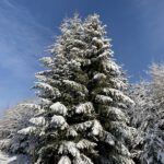 Pflegeurlaub - Winterlandschaft auf der Schwäbischen Alb