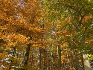 Herbstimpressionen 06 - Bilder der Urlaubsidylle Alb - das Pflegehotel