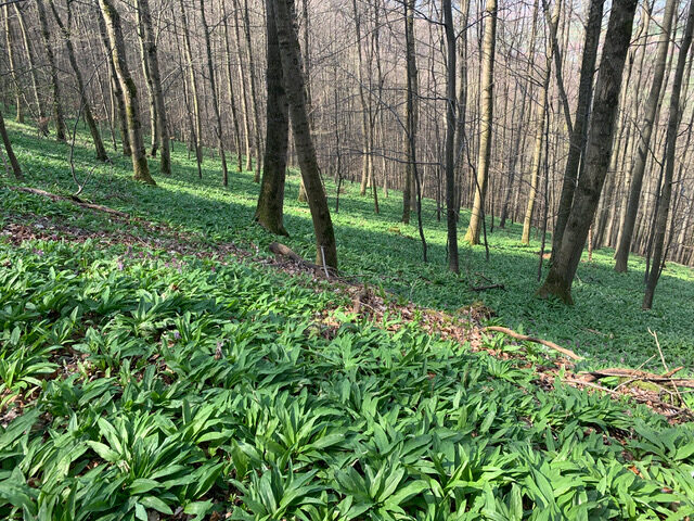 Urlaubsidylle Alb - Pflegehotel Garten - Umgebung