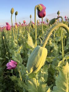 Blumen