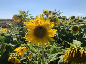 Sonnenblumen auf einem Feld